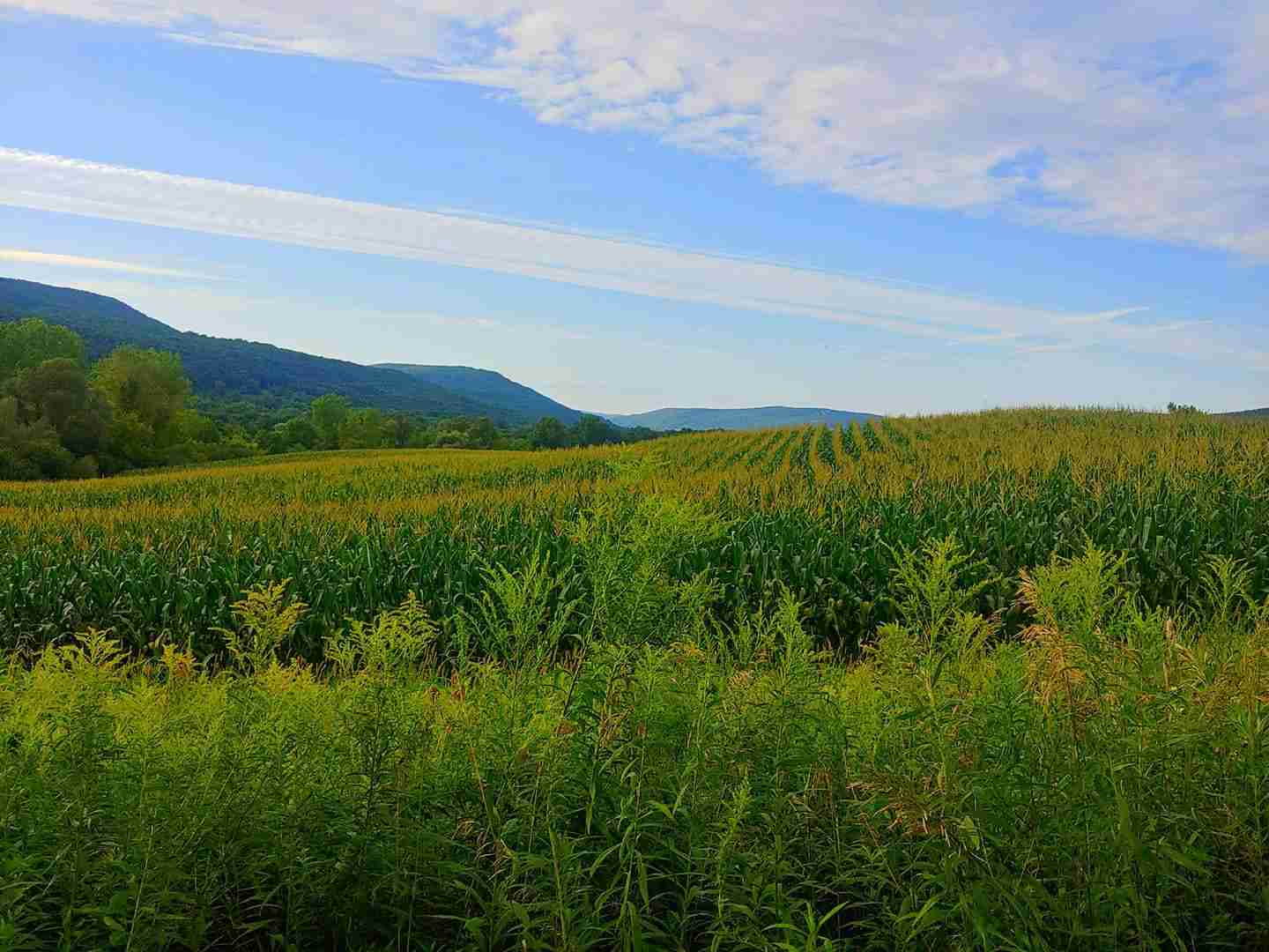 field