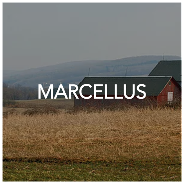 Marcellus